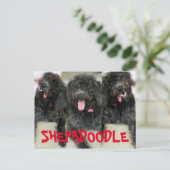 Carte Postale Chiens Shepadoodles Idiots (Debout devant)