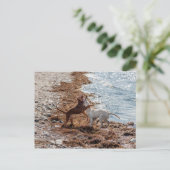 Carte Postale Chiens sur la plage (Debout devant)