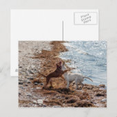 Carte Postale Chiens sur la plage (Devant / Derrière)