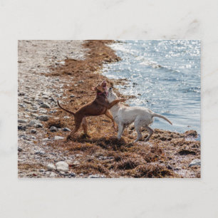Carte Postale Chiens sur la plage