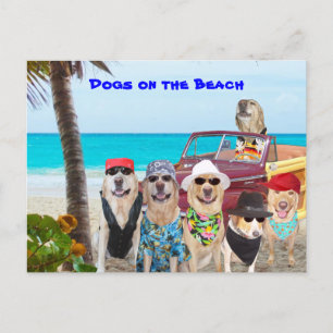 Carte Postale Chiens sur la plage