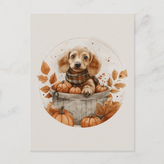Carte Postale Chiens teckel d'automne Citrouille (Devant)