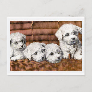 Carte Postale Chiens Vintages "Four Cute Puppies"