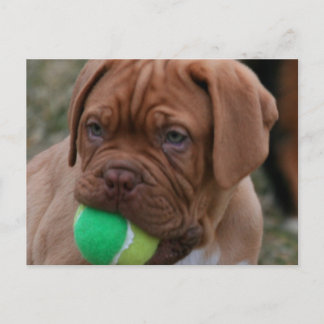 Carte Postale Chiffre français Mastiff