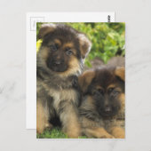 Carte Postale Chiffres allemands (Devant / Derrière)