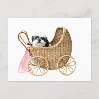 Carte Postale Chih Tzu baby buggy