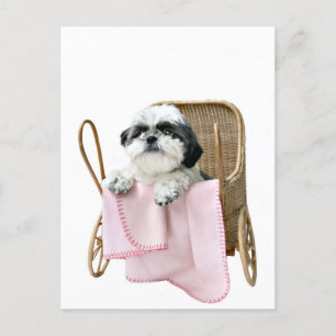 Carte Postale Chih Tzu baby buggy