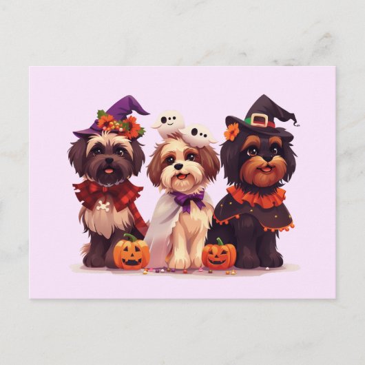 Carte Postale Chih Tzu Chih Halloween (Devant)