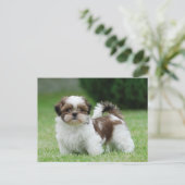 Carte Postale Chih tzu chiot (Debout devant)