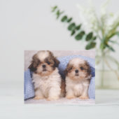 Carte Postale Chih Tzu chippies sous une couverture contrôlée (Debout devant)