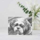 CARTE POSTALE CHIH TZU DOG (Debout devant)