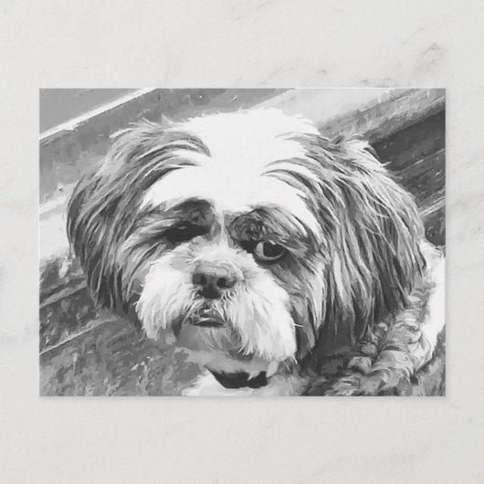 CARTE POSTALE CHIH TZU DOG (Devant)