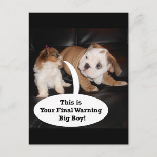 Carte Postale Chih Tzu et Anglais Bulldog Puppys