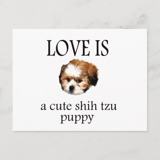 Carte Postale Chih Tzu Puppy (Devant)