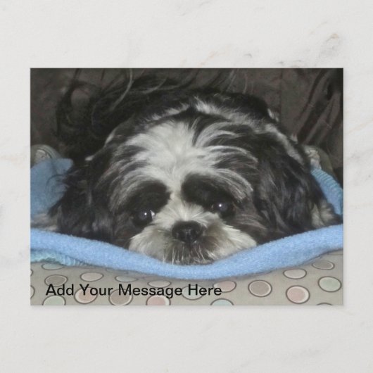 Carte postale Chih Tzu Puppy (Devant)