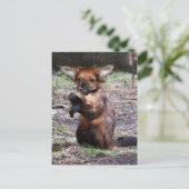 Carte postale Chihuahamonkey (Debout devant)