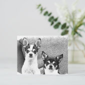 Carte Postale Chihuahua (Debout devant)
