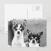 Carte Postale Chihuahua (Devant / Derrière)