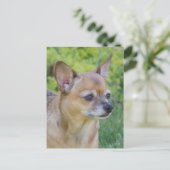 Carte Postale Chihuahua (Debout devant)