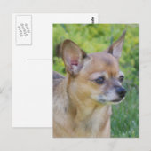 Carte Postale Chihuahua (Devant / Derrière)