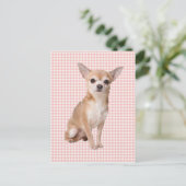 Carte Postale Chihuahua (Debout devant)