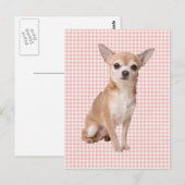 Carte Postale Chihuahua (Devant / Derrière)