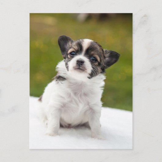 Carte Postale Chihuahua (Devant)