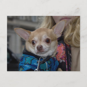 Carte Postale Chihuahua