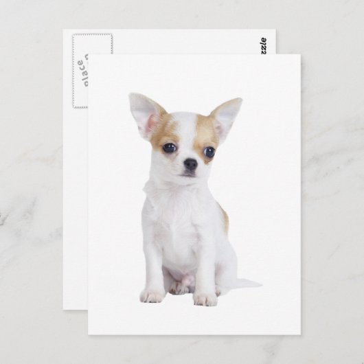 Carte Postale Chihuahua (Devant / Derrière)