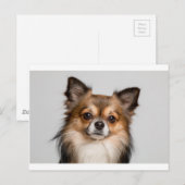 Carte Postale chihuahua (Devant / Derrière)