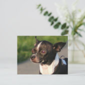 Carte postale Chihuahua (Debout devant)