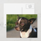 Carte postale Chihuahua (Devant / Derrière)