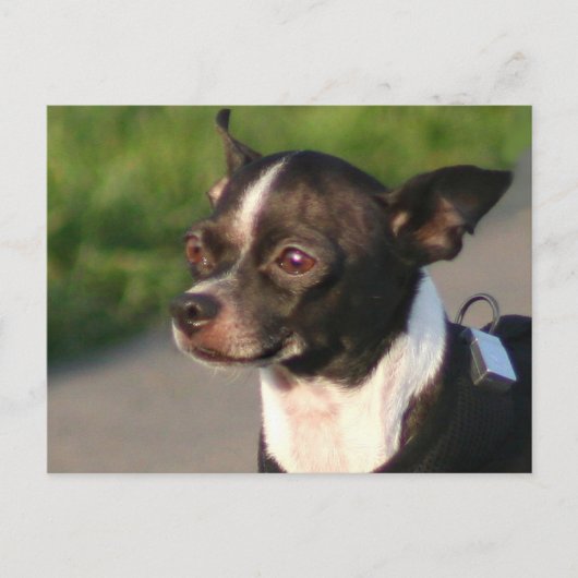 Carte postale Chihuahua (Devant)