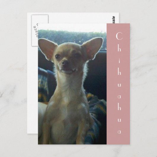 Carte postale Chihuahua (Devant / Derrière)