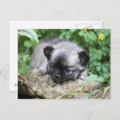 Carte Postale Chihuahua (Devant / Derrière)