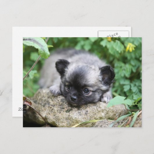 Carte Postale Chihuahua (Devant / Derrière)