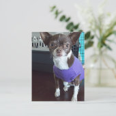 Carte postale Chihuahua (Debout devant)