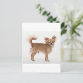 Carte Postale Chihuahua (Debout devant)