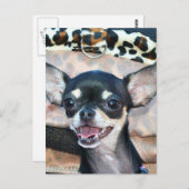 Carte postale Chihuahua (Devant / Derrière)