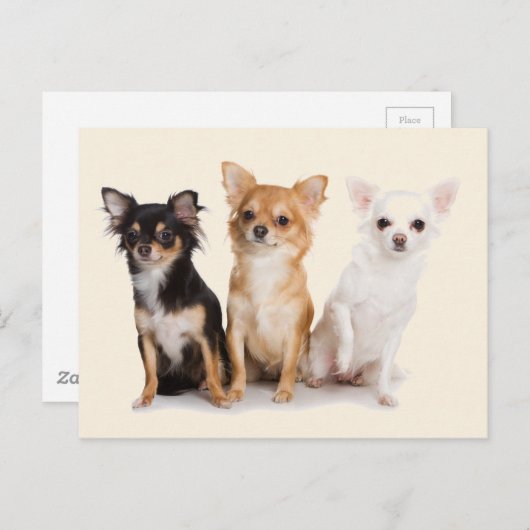 CARTE POSTALE CHIHUAHUA (Devant / Derrière)