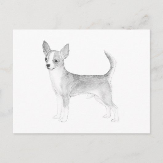 Carte Postale Chihuahua (Devant)