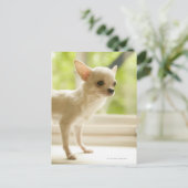 Carte Postale Chihuahua (Debout devant)