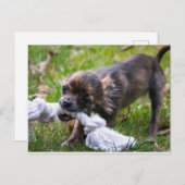 Carte Postale Chihuahua (Devant / Derrière)