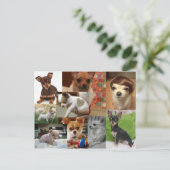 Carte postale Chihuahua (Debout devant)