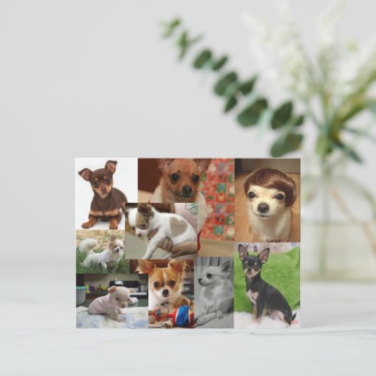 Carte postale Chihuahua (Debout devant)