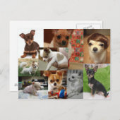 Carte postale Chihuahua (Devant / Derrière)