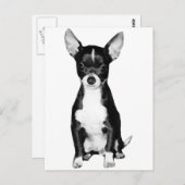 Carte postale Chihuahua (Devant / Derrière)