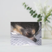 Carte Postale Chihuahua (Debout devant)