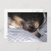 Carte Postale Chihuahua (Devant / Derrière)