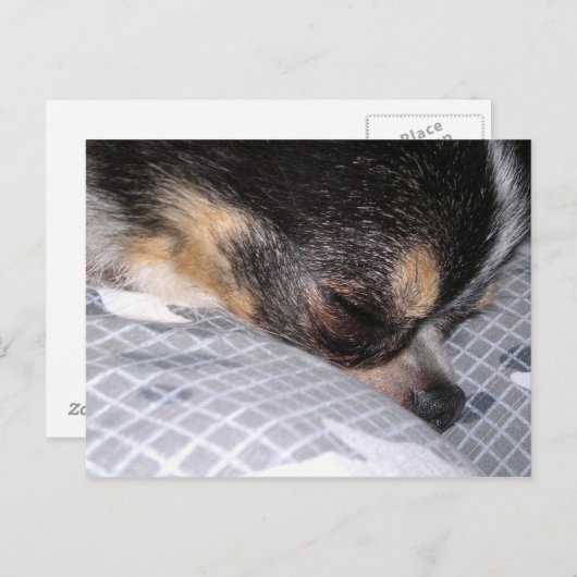 Carte Postale Chihuahua (Devant / Derrière)